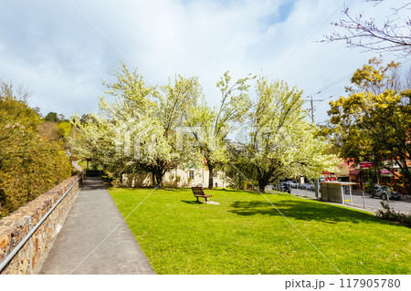 Spring Blossom in Warburton Australia 117905780