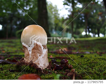 白いタマゴタケの生態写真 117905795