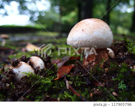 白いタマゴタケの生態写真 白いタマゴタケの生態写真 117905796