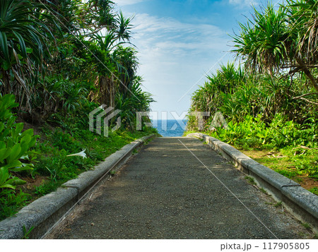 沖縄県恩納村真栄田岬 ゆりの花が咲く時期の遊歩道 沖縄県恩納村真栄田岬 ゆりの花が咲く時期の遊歩道 117905805