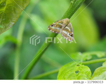 ベッコウハゴロモ 117906313