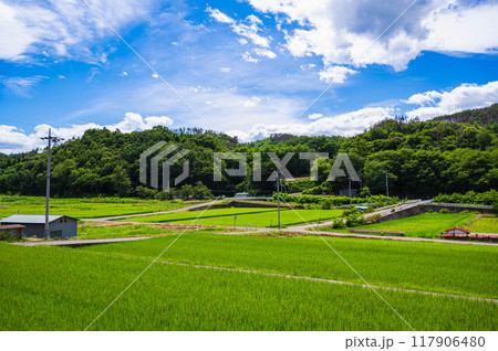 夏の終わり頃の田園風景　筑北村 117906480