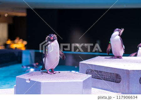 キタイワトビペンギン(AOAO SAPPORO) キタイワトビペンギン(AOAO SAPPORO) 117906634