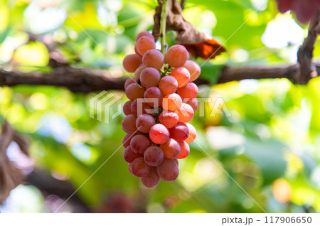 熟れ始めの葡萄の実 117906650