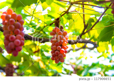 熟れ始めの葡萄の実 117906651