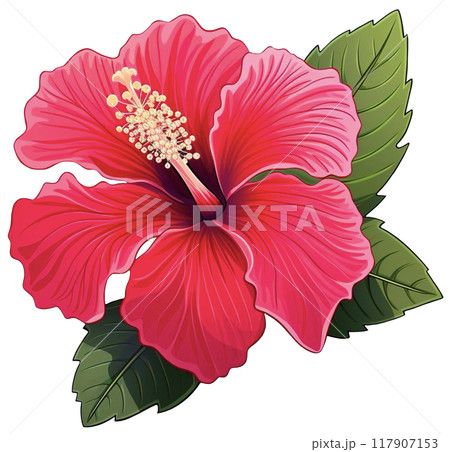 Hibiscus flower 117907153
