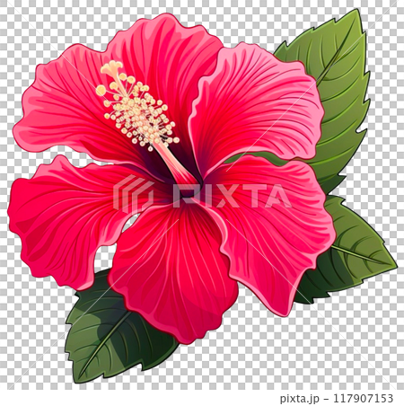 Hibiscus flower 117907153