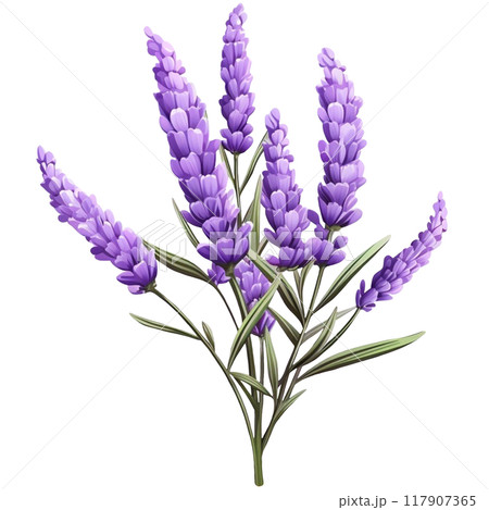 Lavender Lavender 117907365