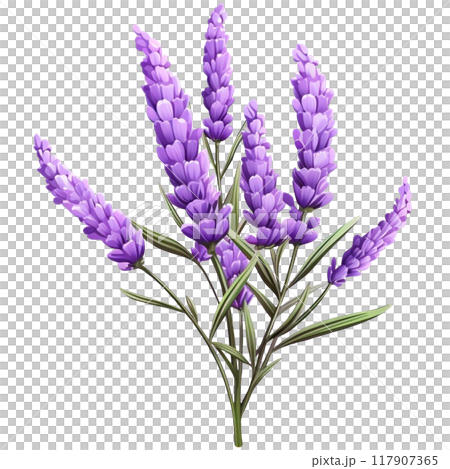 Lavender 117907365