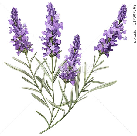 Lavender 117907368
