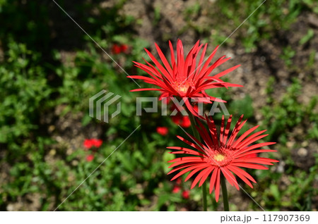 ガーべラ(オパール)キク科の花 ガーべラ(オパール)キク科の花 117907369