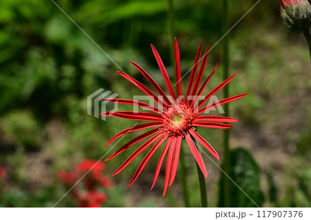 ガーべラ(オパール)キク科の花 ガーべラ(オパール)キク科の花 117907376