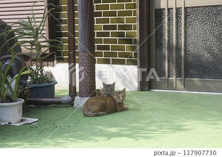 熊川宿　日陰で寛ぐ保護猫さん1 117907730