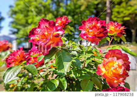 色鮮やかな薔薇の花 117908238