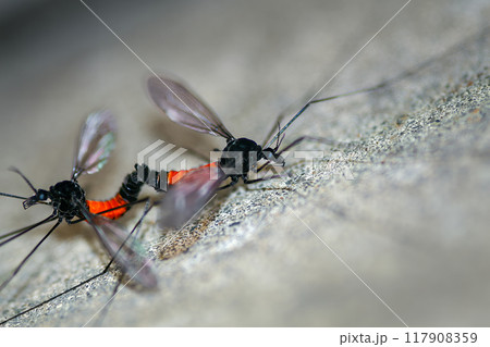 Mating Crane Flies(Tipula). Wulai, Taiwan. Mating Crane Flies(Tipula). Wulai, Taiwan. 117908359