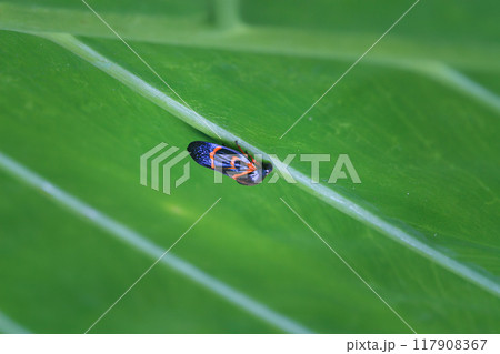 Vibrant Two-lined Spittlebug on a Green Leaf. Vibrant Two-lined Spittlebug on a Green Leaf. 117908367