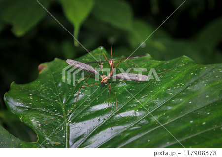 Crane Fly(Tipula) Mating on a Tropical Leaf. 117908378
