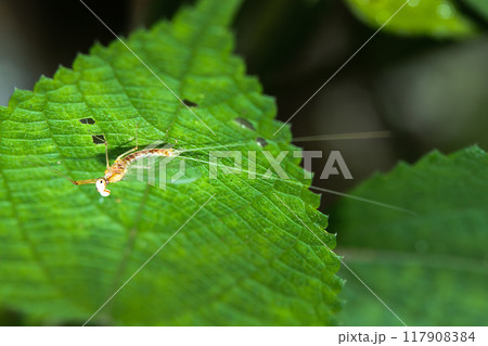 Yellow-green mayfly (Afronurus sp.) on leaves. 117908384