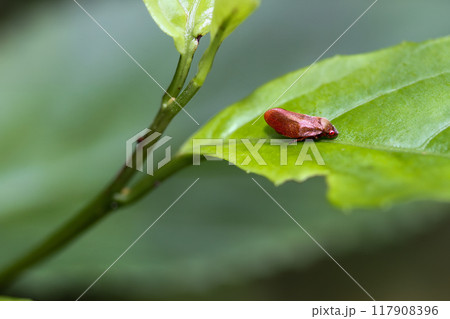 Orange Spittlebug (Cosmoscarta bispecularis) on a Leaf. 117908396