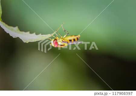 Hoverfly (Meliscaeva sp.) Hanging on a Leaf. 117908397