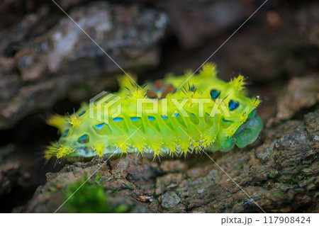 Caterpillar with Yellow, Red, and White Spots, Chibiraga banghaasi Larva. 117908424