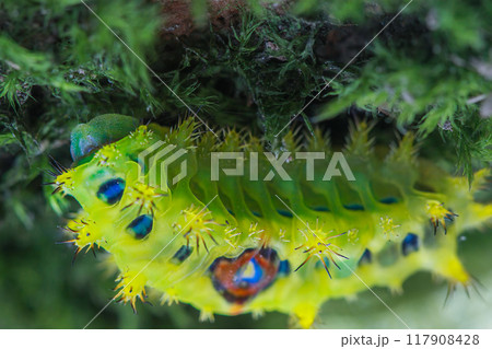 Caterpillar with Yellow, Red, and White Spots, Chibiraga banghaasi Larva. 117908428