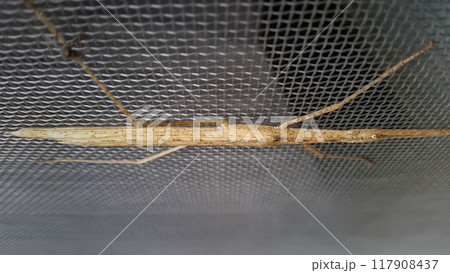 Stick Insect on a Screen. 117908437