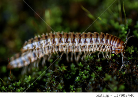 Two Millipedes Mating on Moss. 117908440