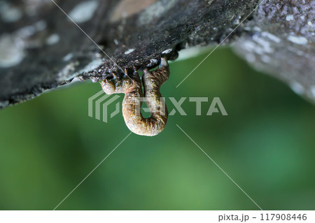 Camouflaged Inchworm on Tree Bark. Camouflaged Inchworm on Tree Bark. 117908446