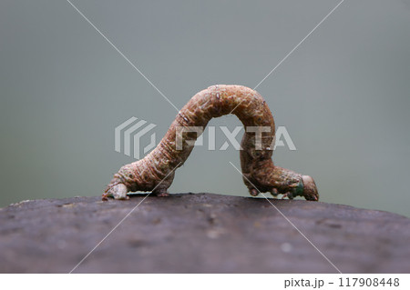 Camouflaged Inchworm on Tree Bark. Camouflaged Inchworm on Tree Bark. 117908448