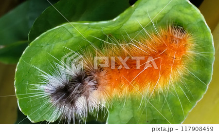 Colorful Spilarctia nydia werneri Caterpillar on a Leaf. 117908459