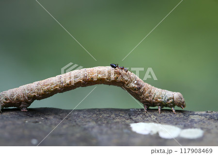 Ant Crawling on an Inchworm. Ant Crawling on an Inchworm. 117908469