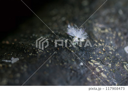 Fluffy White Planthopper Nymph, Ricanoides flabellum. 117908473