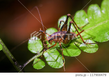 Macro Shot of a Bush Cricket on Green Foliage. 117908479