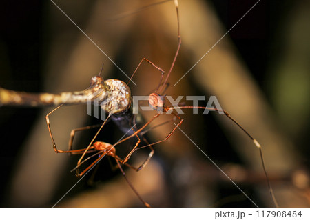 Harvestmen(Daddy Longlegs) Couple, Close-up. Harvestmen(Daddy Longlegs) Couple, Close-up. 117908484