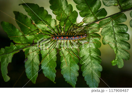 House centipede(Scutigeromorpha) on green leaves. House centipede(Scutigeromorpha) on green leaves. 117908487
