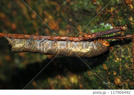 Hairy Red Caterpillar on Twig, Wulai, Taiwan. Hairy Red Caterpillar on Twig, Wulai, Taiwan. 117908492