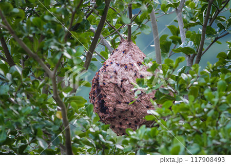 Hornet Nest Hanging from a Tree Branch. 117908493