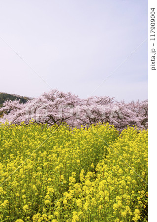 石舞台地区の桜と菜の花畑の風景 奈良県観光名所 国営飛鳥歴史公園の風景 明日香村の春の風景 石舞台地区の桜と菜の花畑の風景 奈良県観光名所 国営飛鳥歴史公園の風景 明日香村の春の風景 117909004