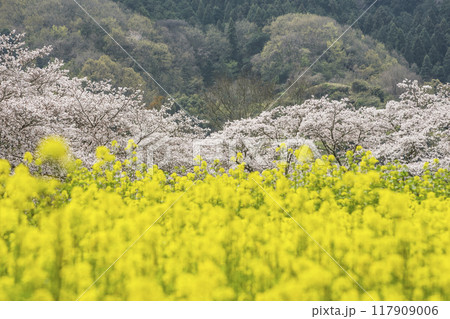石舞台地区の桜と菜の花畑の風景 奈良県観光名所 国営飛鳥歴史公園の風景 明日香村の春の風景 石舞台地区の桜と菜の花畑の風景 奈良県観光名所 国営飛鳥歴史公園の風景 明日香村の春の風景 117909006