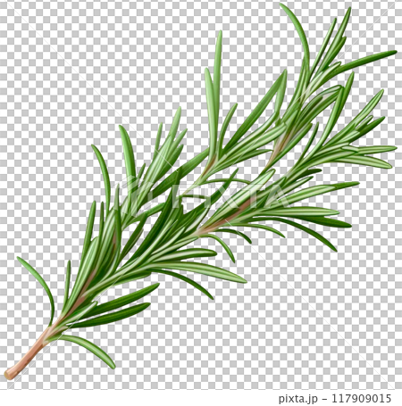 Rosemary 117909015
