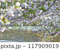 桜の花吹雪 117909019