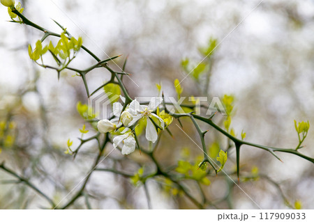 Flowers of a Poncirus trifoliata Flowers of a Poncirus trifoliata 117909033