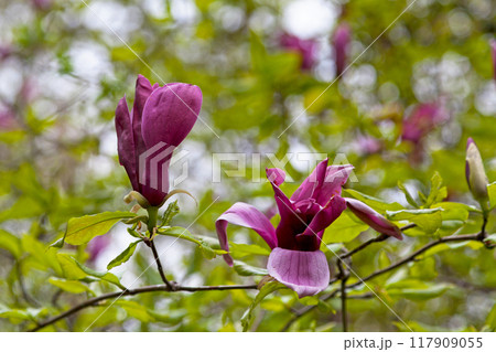 Purple Mulan magnolias 117909055