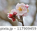 梅 117909459