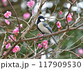 梅とシジュウカラ 117909530