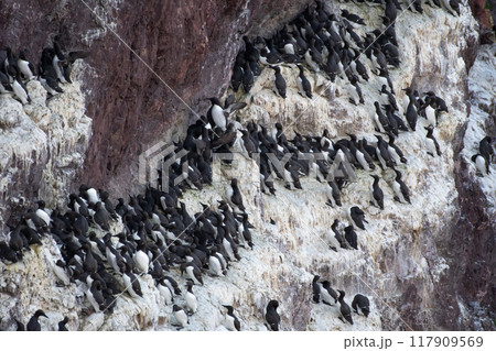 Breeding Seabirds Common Guillemots (Uria Aalge) On Steep Cliffs At The Atlantic Coast Of St. Abbs Head In Scotland, UK Breeding Seabirds Common Guillemots (Uria Aalge) On Steep Cliffs At The Atlantic Coast Of St. Abbs Head In Scotland, UK 117909569