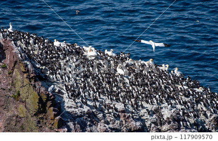 Breeding Seabirds Northern Gannets (Morus Bassanus), Common Guillemots (Uria Aalge) and Razorbills (Alca Torda) At The Atlantic Coast Of St. Abbs Head In Scotland, UK Breeding Seabirds Northern Gannets (Morus Bassanus), Common Guillemots (Uria Aalge) and Razorbills (Alca Torda) At The Atlantic Coast Of St. Abbs Head In Scotland, UK 117909570