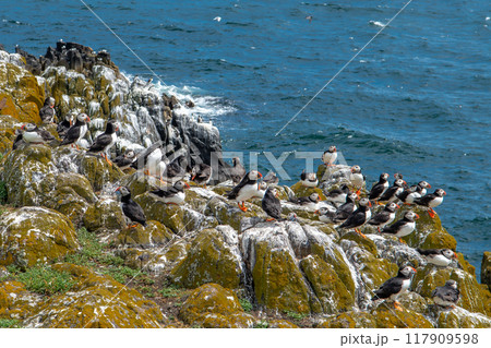 Group Of Seabird Species Atlantic Puffin (Fratercula arctica) On The Isle Of May In The Firth Of Forth Near Anstruther In Scotland Group Of Seabird Species Atlantic Puffin (Fratercula arctica) On The Isle Of May In The Firth Of Forth Near Anstruther In Scotland 117909598