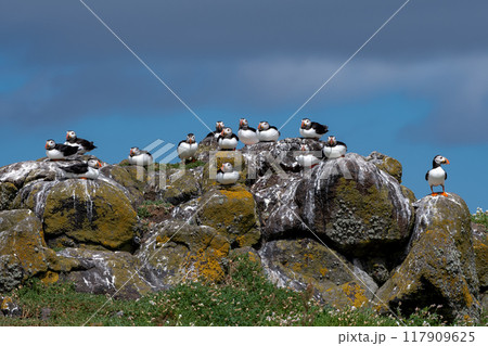Group Of Seabird Species Atlantic Puffin (Fratercula arctica) On The Isle Of May In The Firth Of Forth Near Anstruther In Scotland Group Of Seabird Species Atlantic Puffin (Fratercula arctica) On The Isle Of May In The Firth Of Forth Near Anstruther In Scotland 117909625